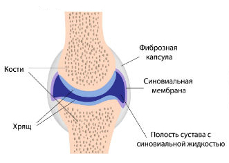 Синовиальная оболочка колена