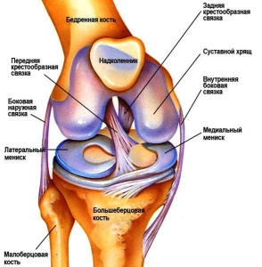 анатомия коленного сустава