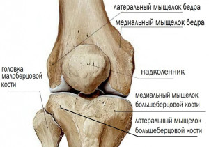 строение колена