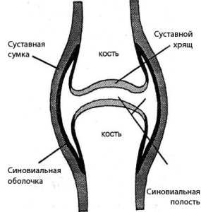 коленный сустав строение